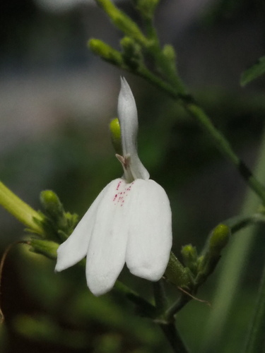 Image of Rhinacanthus nasutus by no rights reserved