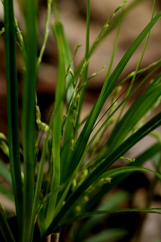 Image of Carex cryptostachys by no rights reserved