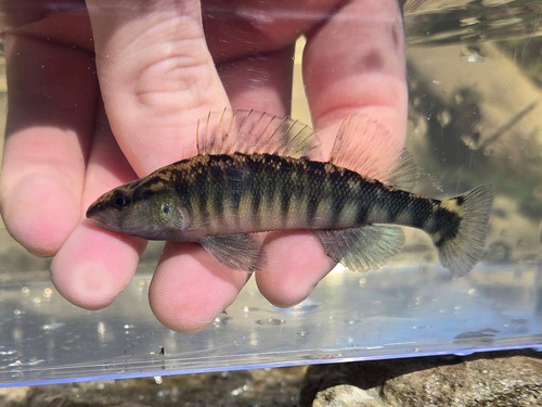 Percina nigrofasciata (Agassiz, 1854)