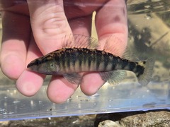 Blackbanded Darter photo 1