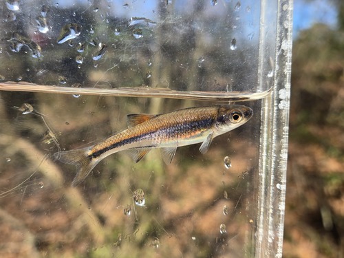 Cherryfin Shiner