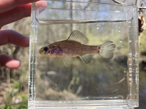 Western Pirate Perch