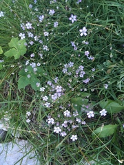 Gypsophila