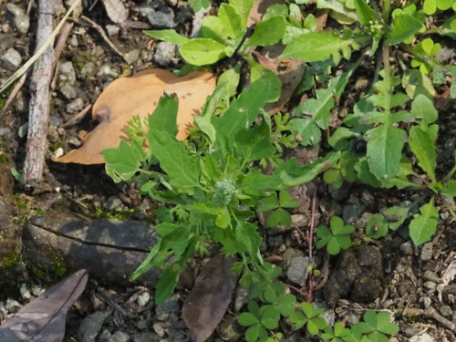 Image of Chenopodium ficifolium by no rights reserved