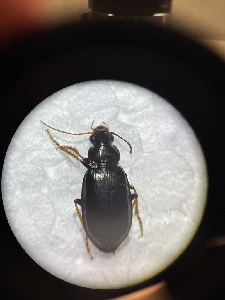 Metius latigastricus