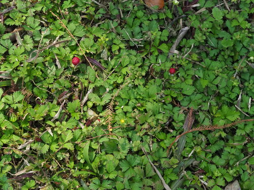 Lesser Mock-strawberry
