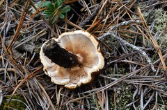 Phellodon fuligineoalbus