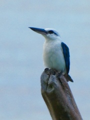 Todiramphus saurophagus