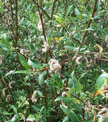 Salix planifolia