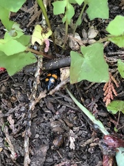 Nicrophorus defodiens