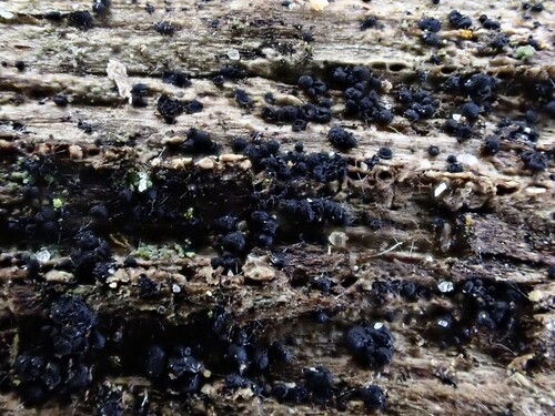 Menispora, 2025-03-12