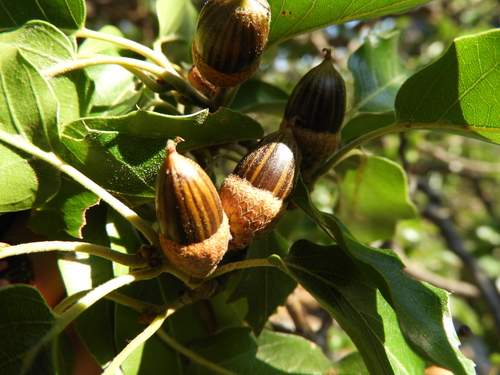 Quercus saltillensis