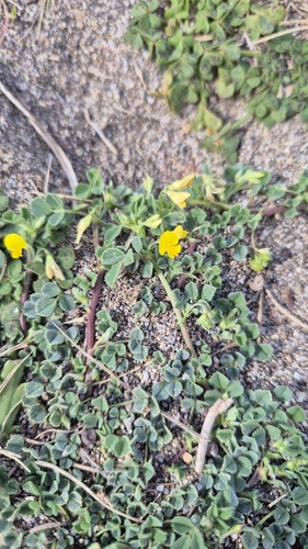 Image of Medicago littoralis by (c) Christoph Moning, some rights reserved (CC BY)