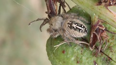 Phidippus texanus