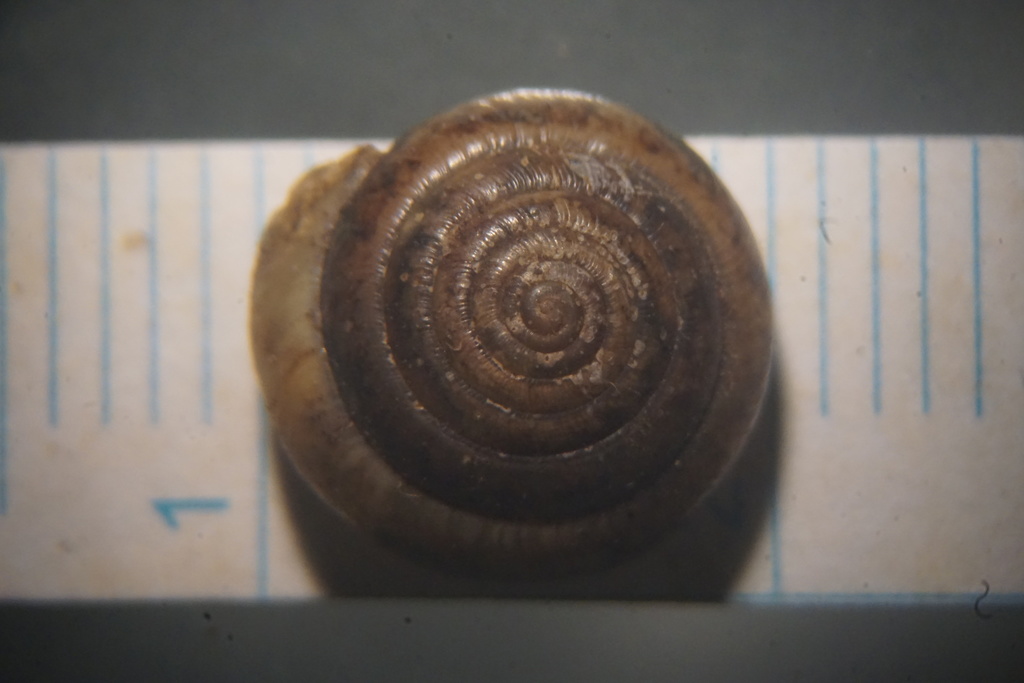 Sculptured Dome Snail