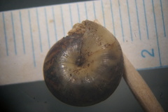 Ventridens collisella