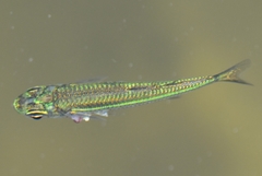 Atherinomorus stipes