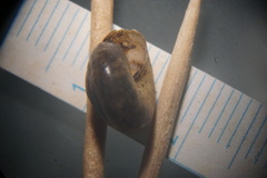 Ventridens collisella