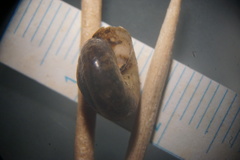 Ventridens collisella