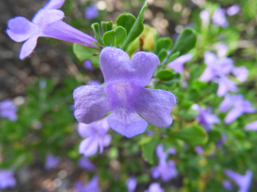 Image of Leucophyllum langmaniae by (c) Leticia Jiménez Hernández, some rights reserved (CC BY-SA)