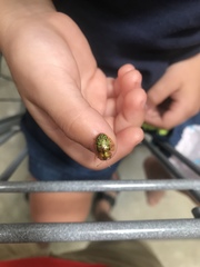 Eurypepla brevilineata