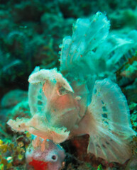 Rhinopias Scorpionfish