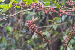 Xanthotis macleayanus