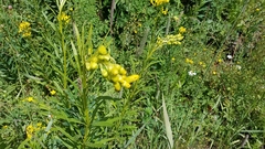 Senecio serra