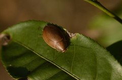 Blaberoidea