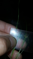 Rhynchospora chalarocephala