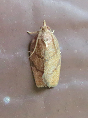 Argyrotaenia juglandana