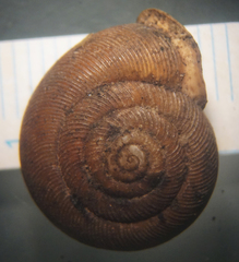 Triodopsis tridentata