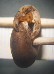 Triodopsis tridentata