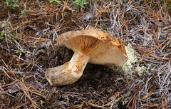 Russula ventricosipes
