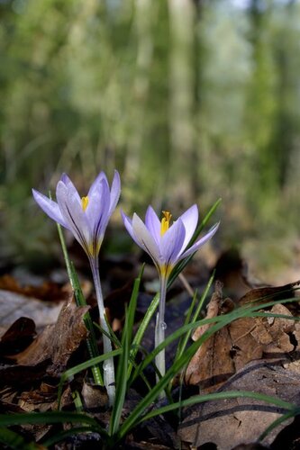 Redolent Crocus