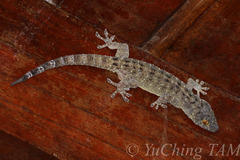 Gekko monarchus
