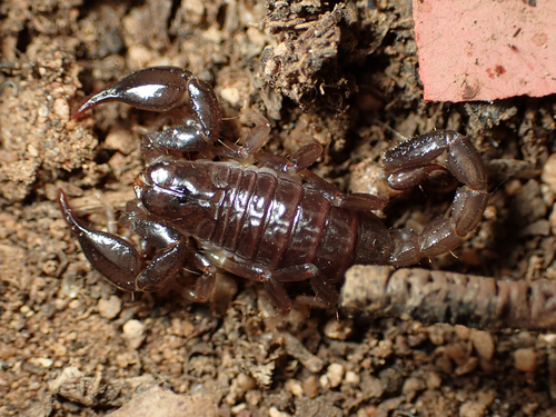 Black rock scorpion photo 2