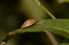 Blaberoidea