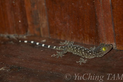 Gekko albofasciolatus