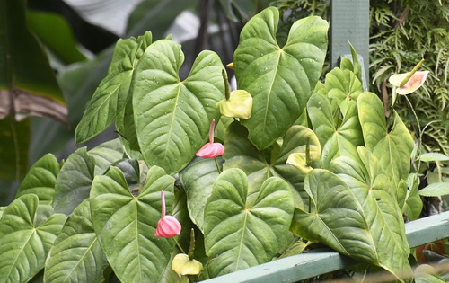 Anthurium andraeanum