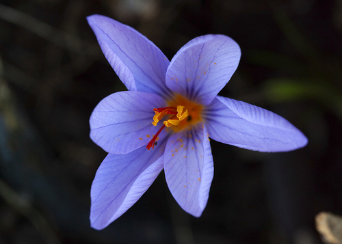 Duftender Herbstkrokus