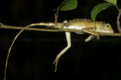 Gonocephalus bornensis