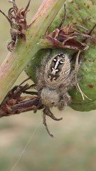 Phidippus texanus