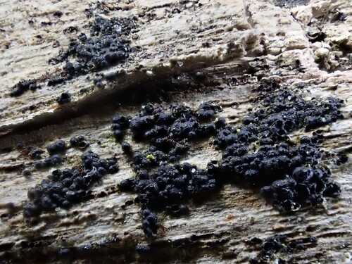 Menispora, 2025-03-12