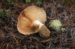 Russula ventricosipes