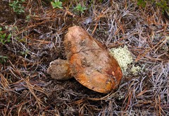Russula ventricosipes