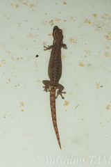 Hemiphyllodactylus typus
