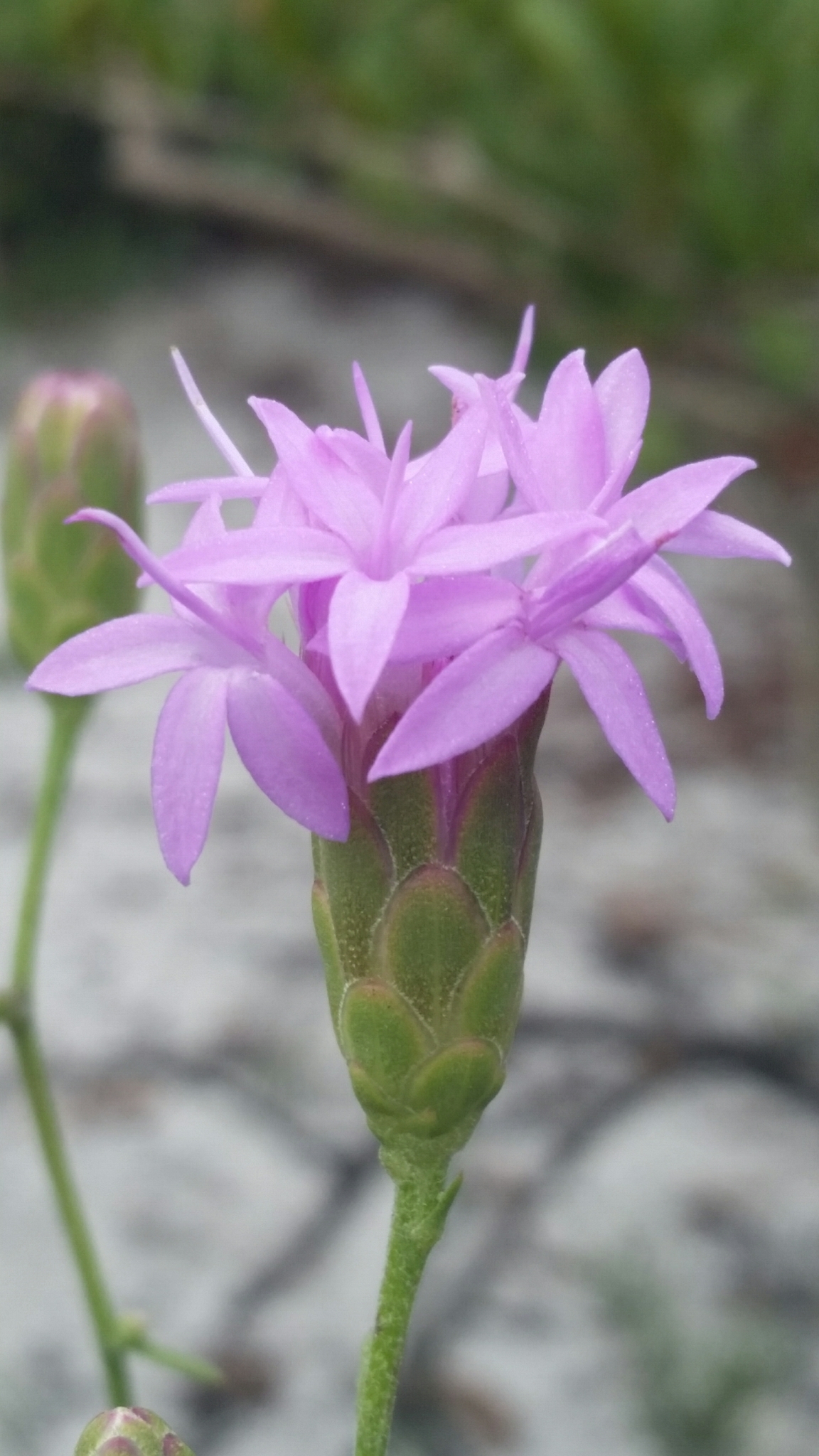 Liatris ohlingerae