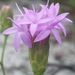 Florida Blazing Star - Photo (c) Jay Horn, some rights reserved (CC BY), uploaded by Jay Horn