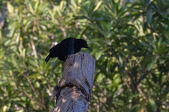 Ptiloris victoriae